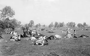 5000: Dead cows after the Russian retreat, 1915
