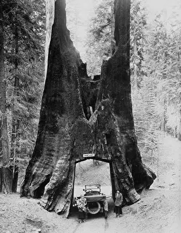 Yosemite: A dead giant in California, circa 1926
