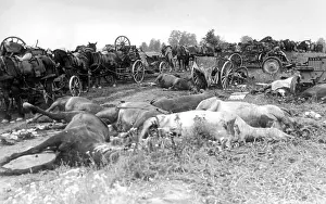Carcasses: Dead horses on the Eastern Front, 1941