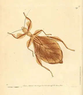 Mantis: Dead-leaf mantis, Deroplatys desiccata