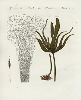 Kelp: Dead man's rope and kelp