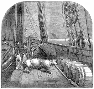 Franklins: Dead Polar Bear on board the yacht Fox, 1859
