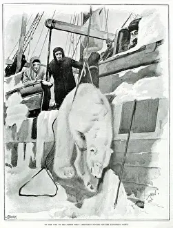 Winched: A Dead Polar Bear being winched onto the Fram, 1895
