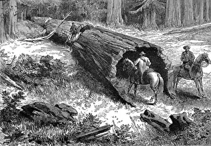 Sequoia: Dead Sequoia Tree in California 1877