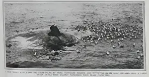 Rotting: Dead Whale + sea birds