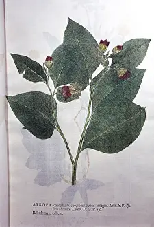Leafs: Deadly Nightshade