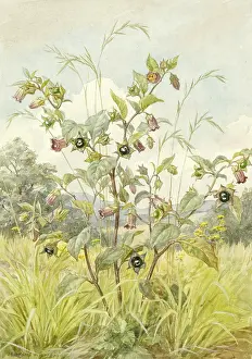 Weeds: Deadly Nightshade