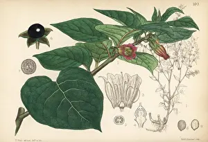 Belladonna: Deadly nightshade, Atropa belladonna