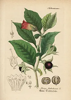 Belladonna: Deadly nightshade, Atropa belladonna
