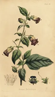 Homeopathy: Deadly nightshade, Atropa belladonna