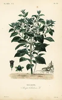 Oudet: Deadly nightshade, Atropa belladonna