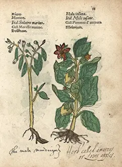 Lonicer: Deadly nightshade, Atropa belladonna, and