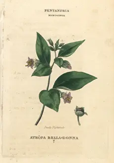 Belladonna: Deadly nightshade, Atropa belladonna