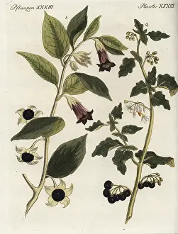 Hortense: Deadly nightshade and black nightshade