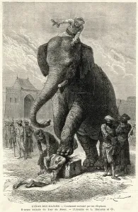 Doer: DEATH BY ELEPHANT