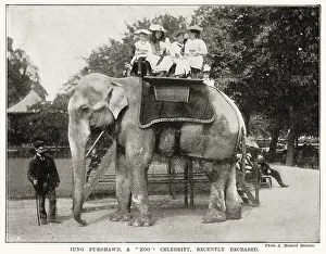 Deceased: Death of Elephant at the Zoo 1896