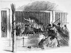 Wombwell: DEATH AT MENAGERIE