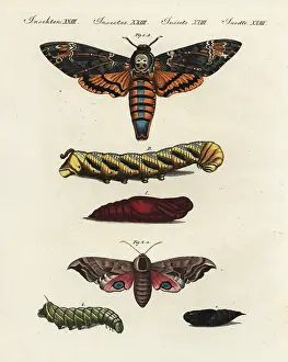 Atropos: Death's head and eyed hawk-moths