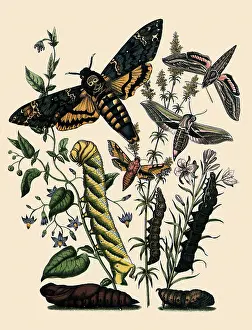 Resemblance: Death's-Head Hawk Moth and Others