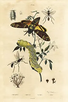 Dhistoire: Death's head hawkmoth, digger wasps, ball lichen