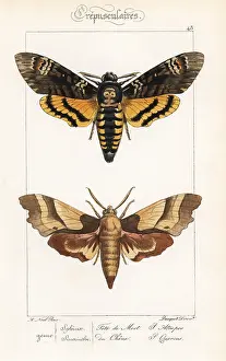 Pauquet: Death's Head hawkmoth and oak hawkmoth