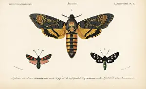 Burnet: Death's head hawkmoth, six-spot burnet, and