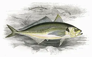 Bait: Decapterus macarellus, or Mackerel Scad