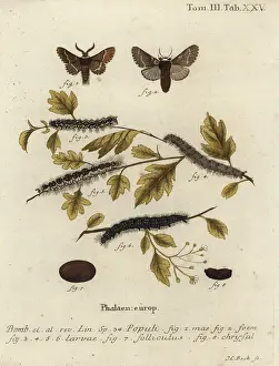 Populi: December moth, Poecilocampa populi