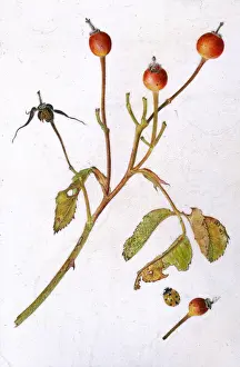 Helga Crouch: December rose hips