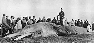 Decomposition: Decomposing whale carcass