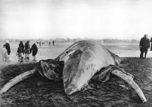 Decomposition: Decomposing whale carcass