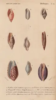 Mitra: Decorative arrangement of colorful shells including