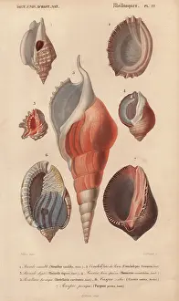 Jean Gabriel: Decorative arrangement of seven shells including