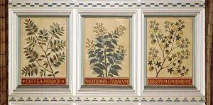 Tabacum: Decorative ceiling panels in the Natural History Museum's Ce