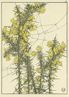Pochoir: Gorse