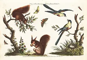 Robert Sayer: Decorative scenes with red squirrels, birds and insects