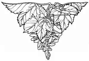 Tailpiece: Decorative tailpiece