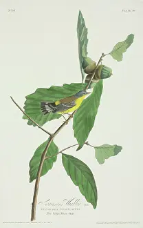 Magnolia: Dedroica magnolia, magnolia warbler