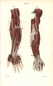 Corbie: Deep nervous system to the arm and hand