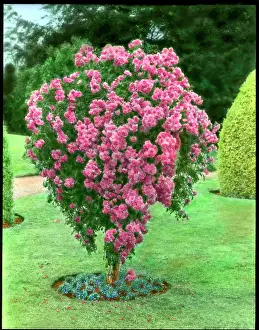 Rosebush: Deep pink rosebush