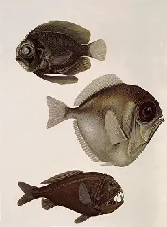 Seems: Three Deep-Sea Fish