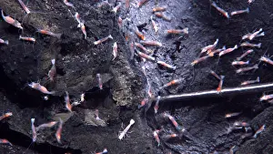 Erupted: Deep-Sea Shrimp at West Mata Volcano