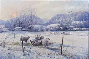 Mervyn: Deep Winter Sunset ' sheep in snow