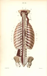 Deepest: Deepest inner muscles of the back