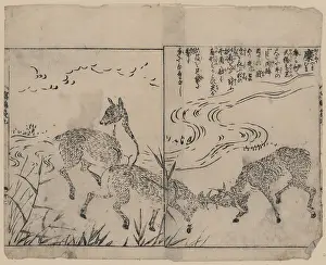 Bucks: Deer, two bucks fighting, next to a stream
