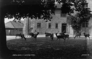 Antlers: Deer in Comydray Park