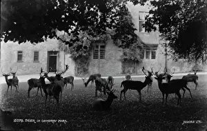 Antlers: Deer in Comydray Park