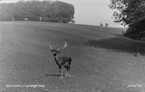 Antlers: Deer in Coydray Park