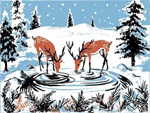 Caley: Two Deer drinking from a pool