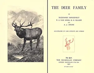 Contributors: THE DEER FAMILY was first published in 1902 ?